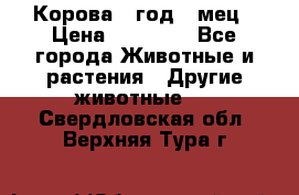 Корова 1 год 4 мец › Цена ­ 27 000 - Все города Животные и растения » Другие животные   . Свердловская обл.,Верхняя Тура г.